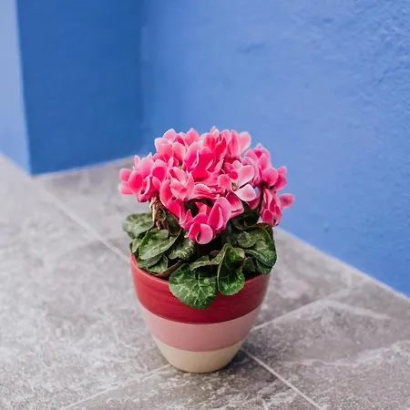 Casa Da Morena By Amazing Madeira Дом отдыха Санта-Крус